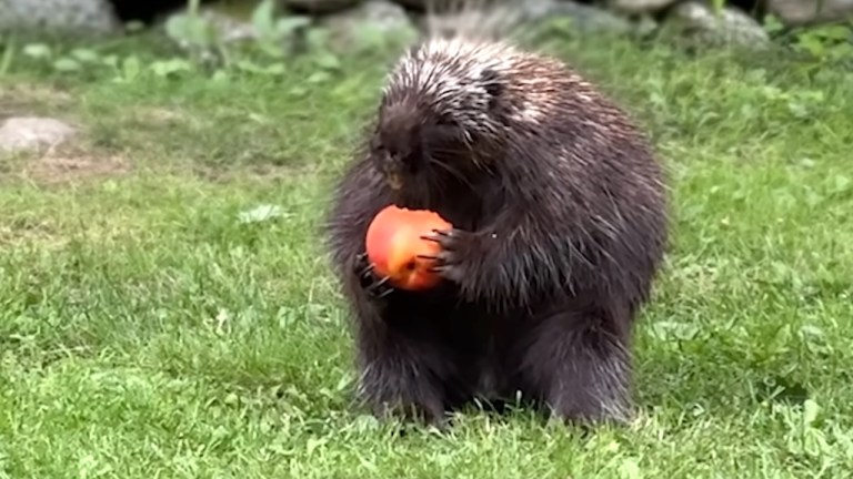 Apple Loving Porcupine