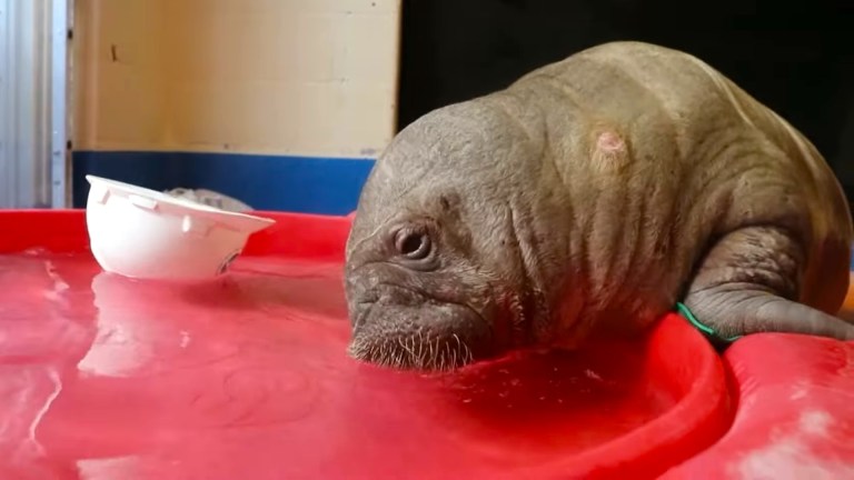 Baby Walrus Drinking