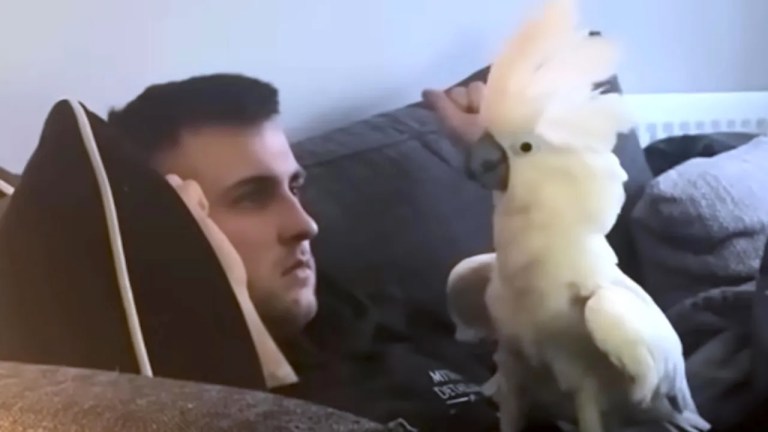 Cockatoo Blocks Protects Husband