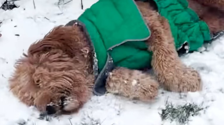 Doodle With Narcolepsy