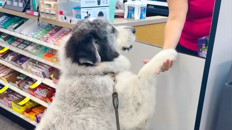 Great Pyrenees Walks Himself To Drugstore