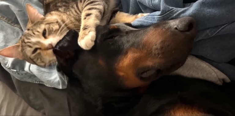 Kitten and Doberman