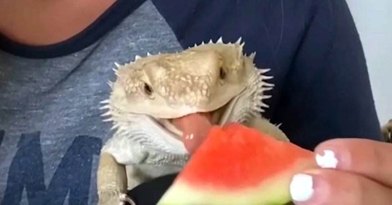 Lenny Bearded Dragon Eating