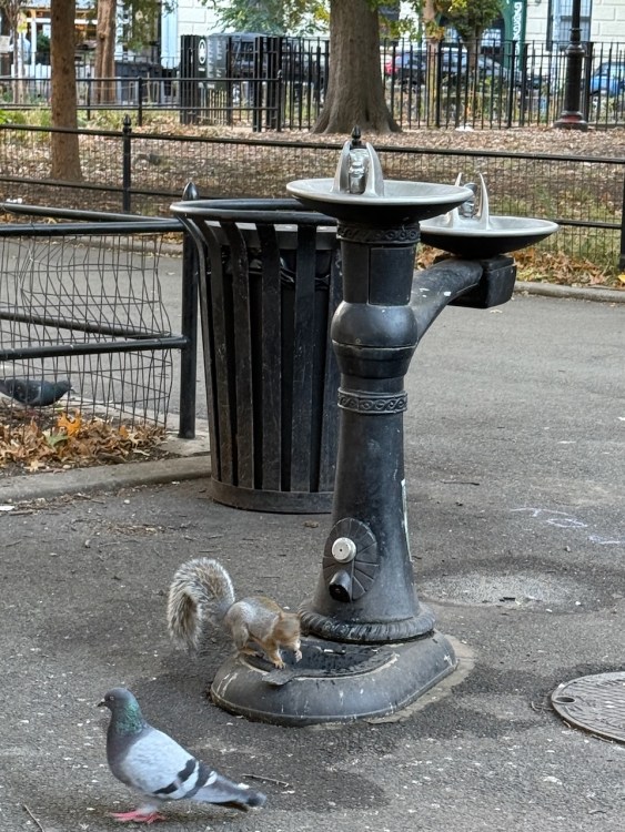 PIgeon-and-Squirre.jpeg?w=563