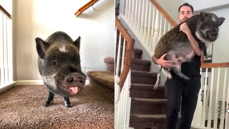 Pig Throws Temper Tantrums