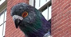 Pigeon Window