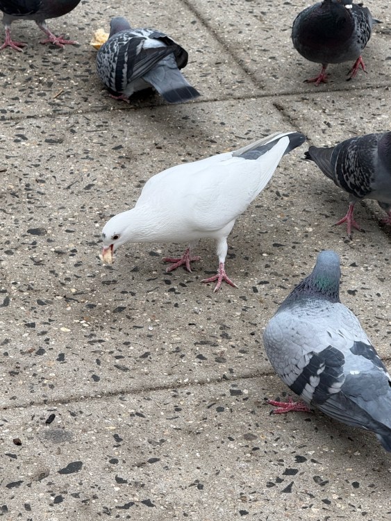 Pigeons-of-NYC.jpeg?w=563