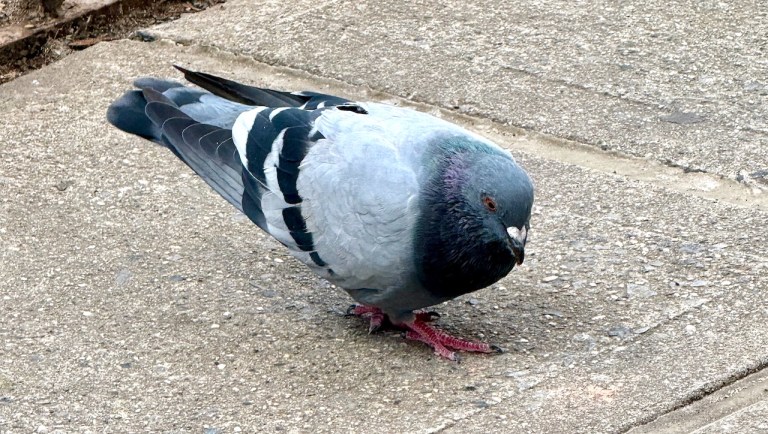 Pigeon NYC