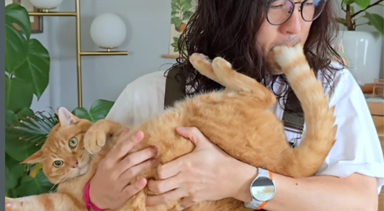 Playing Orange Tabby Like Bagpipes