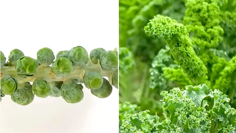 Super Taster Bitterness Receptor