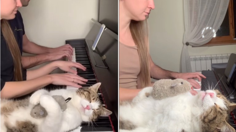 Cat Sleeps to Humans Piano Playing