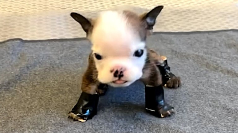 Disabled Puppy Learns to Walk