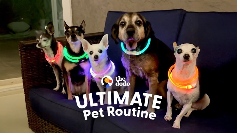 Dog Raves Glow Collars