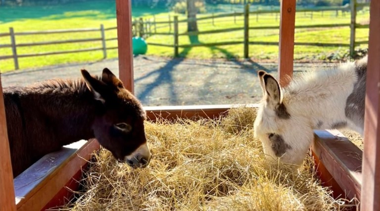 Grieving Donkey New Friend