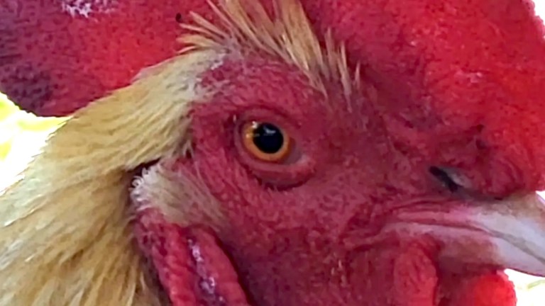 How Chickens See the World
