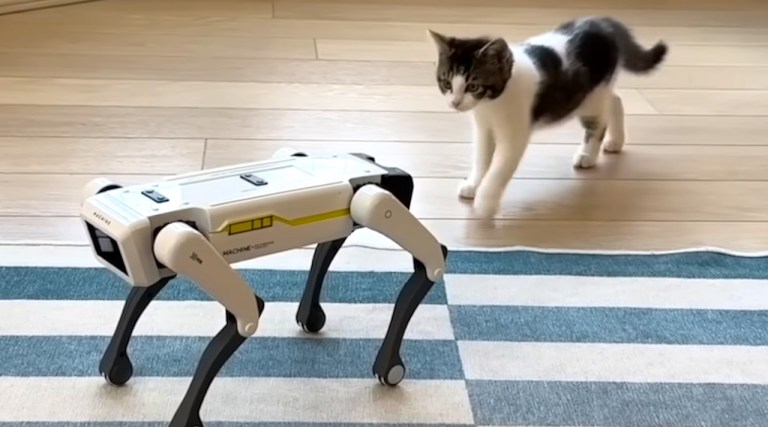 Kitten versus Robots