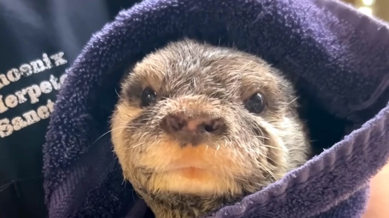 Otter Swaddled