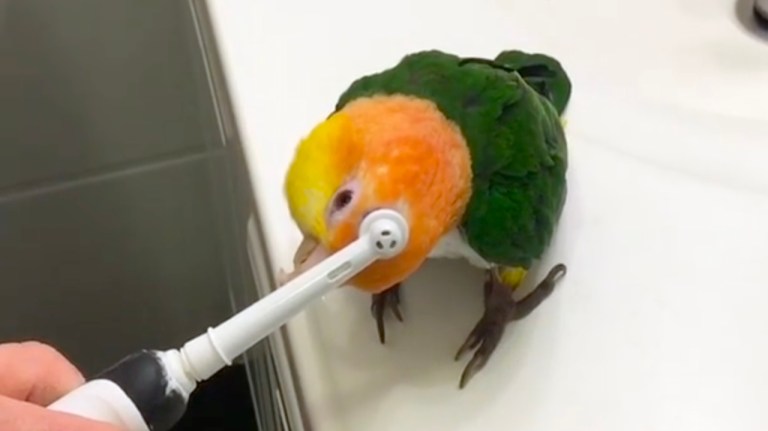 Rescue Parrot Electric Toothbrush Massages
