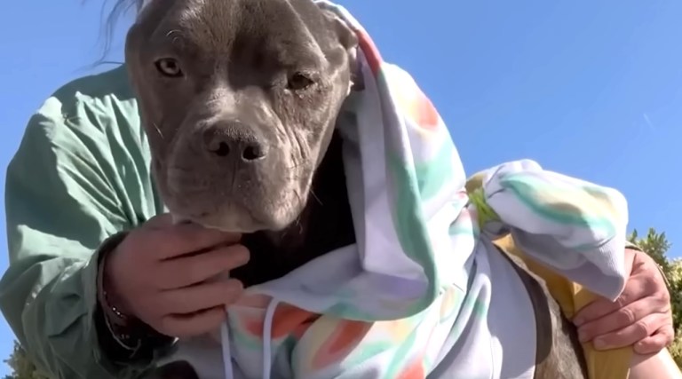 Skinny Pitbull Second Chance