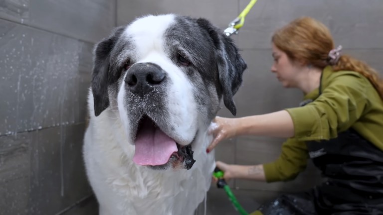 St Bernard Grooming Session