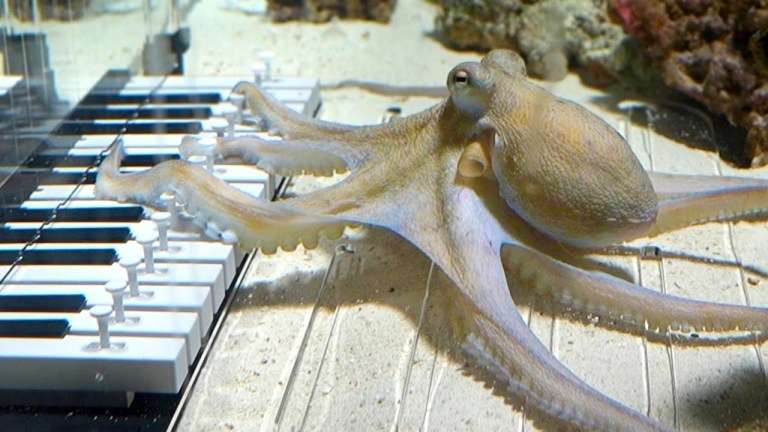 Teaching Rescued Octopus to Play Piano