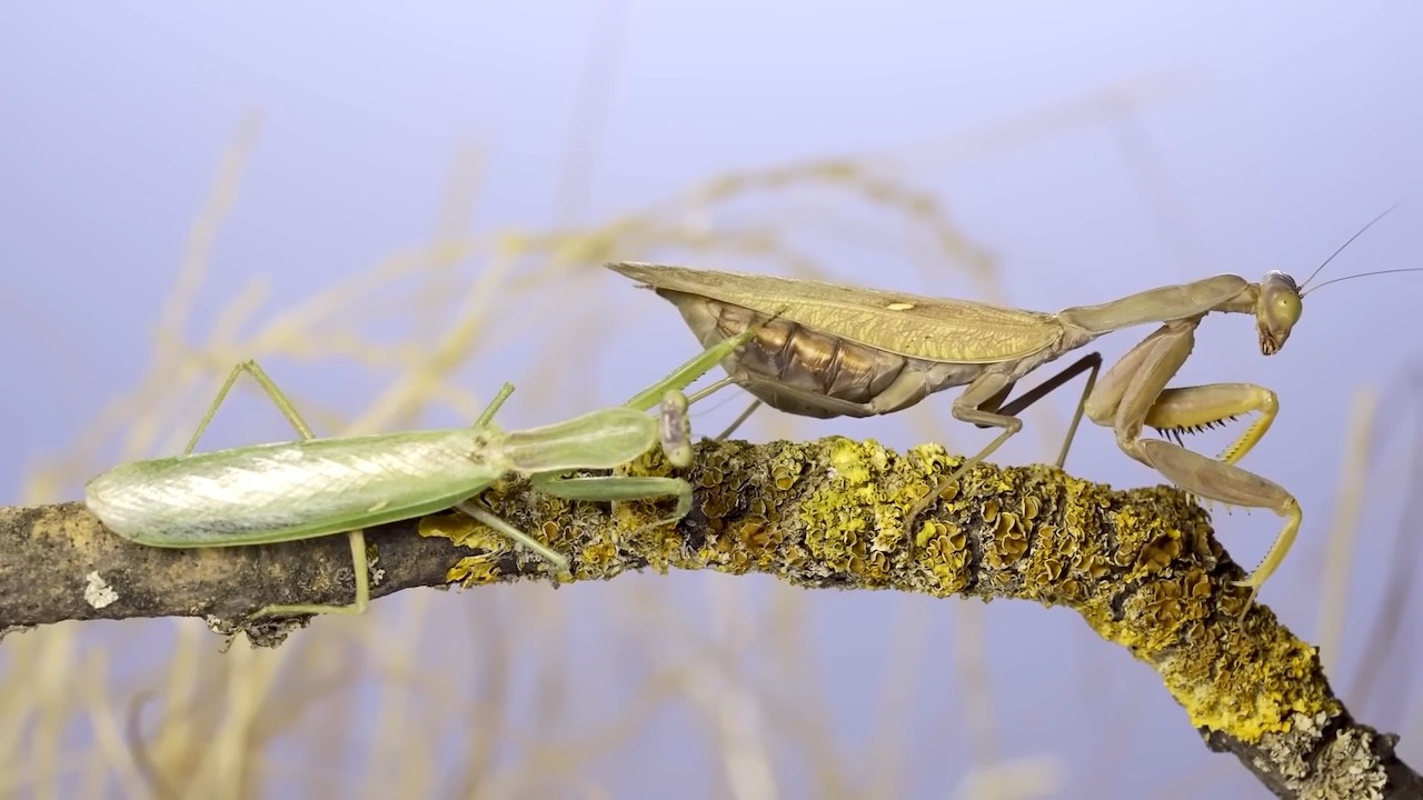 Mantis Rapture How the Praying Mantis Evolved to Hide in Plain Sight