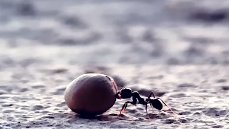 Ant Carries Seed to Colony