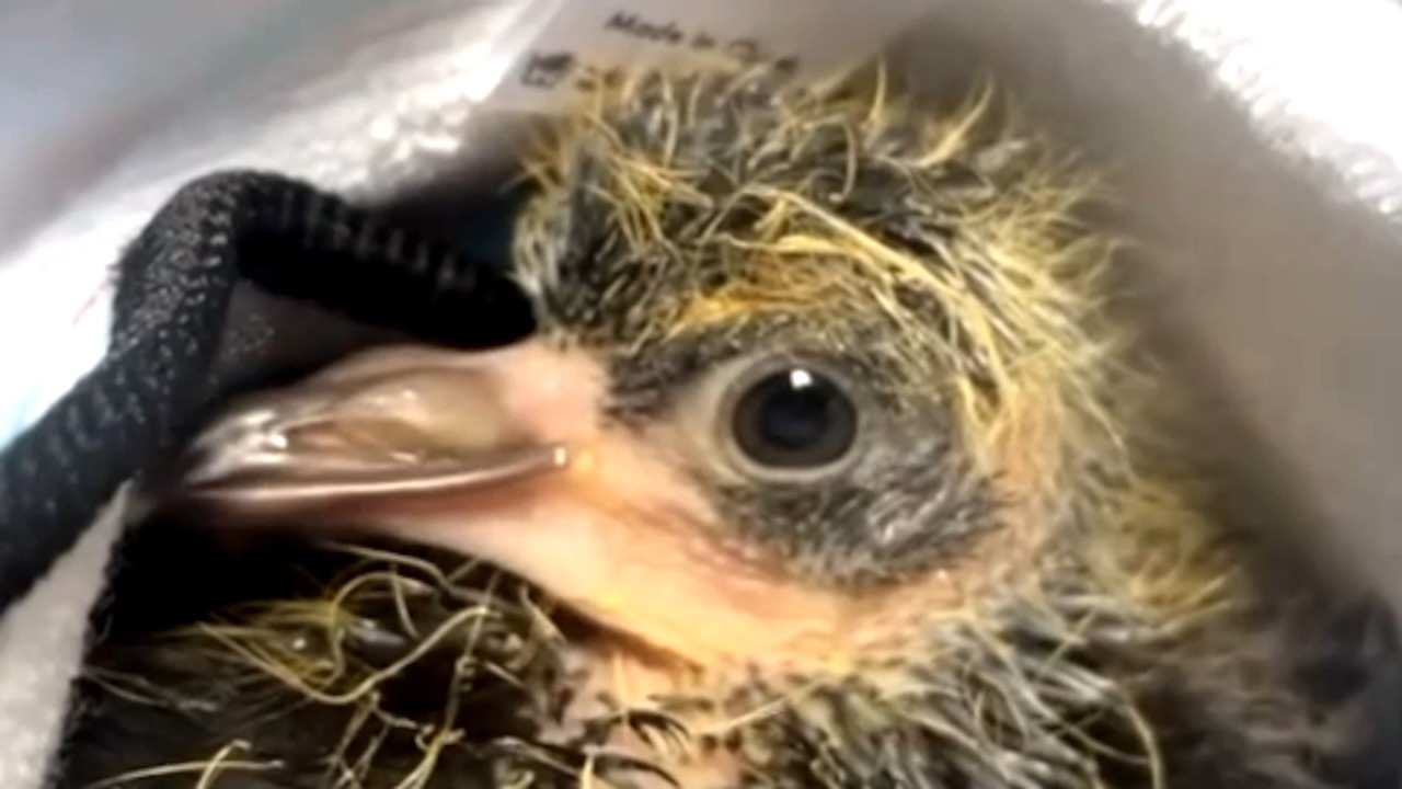 Baby Pigeon Found While Shopping