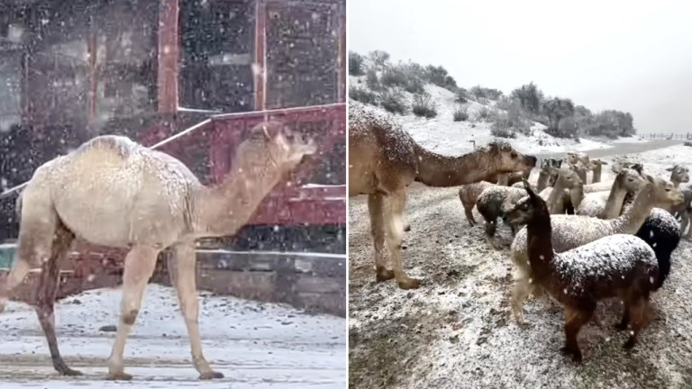 Camel Plays in Snow
