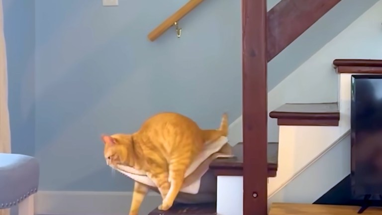 Cat Brings Blankie to Human