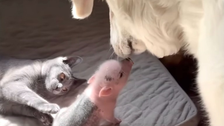 Cat Dog Raise Piglet