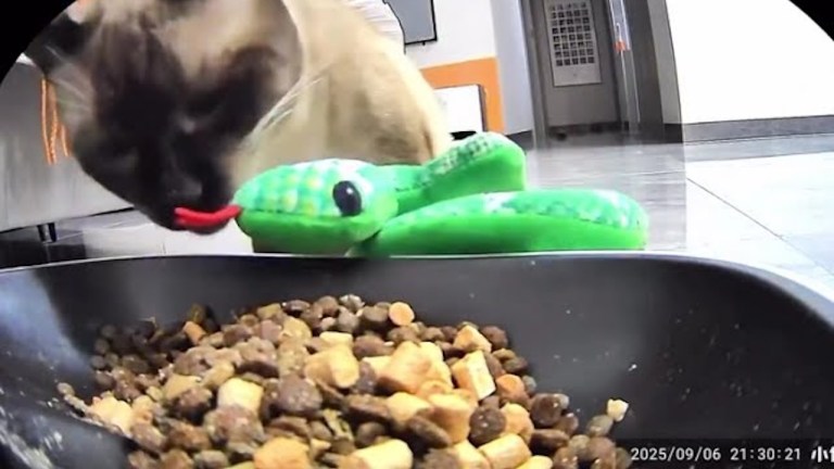 Cat Feeds Toy Snake