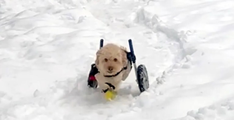 Dog Wheelchair Loves Playing in Snow