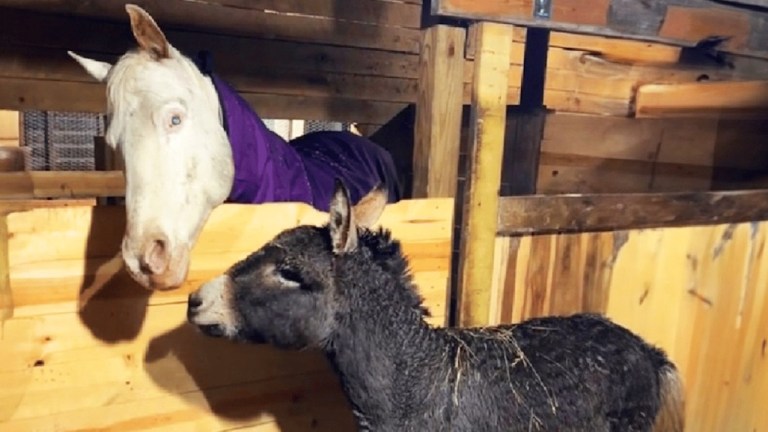 Donkey Guides Blind Horse