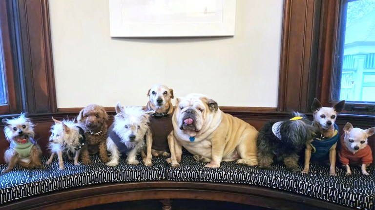 Man Adopts Senior Dogs