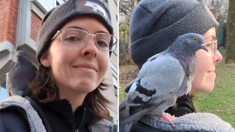 Rescued Blind Pigeon Daily Walks