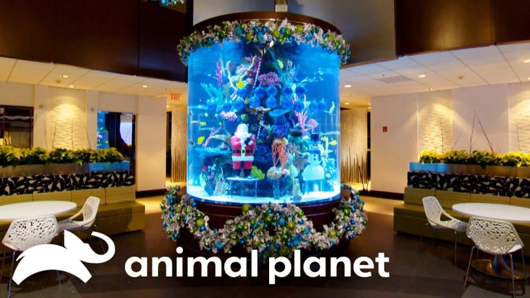 Tanked Christmas Tree Tank