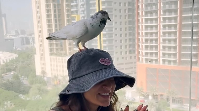 Woman Befriends Pigeon