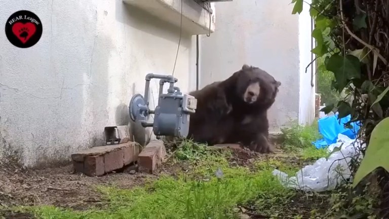 550 Pound Bear Eviction