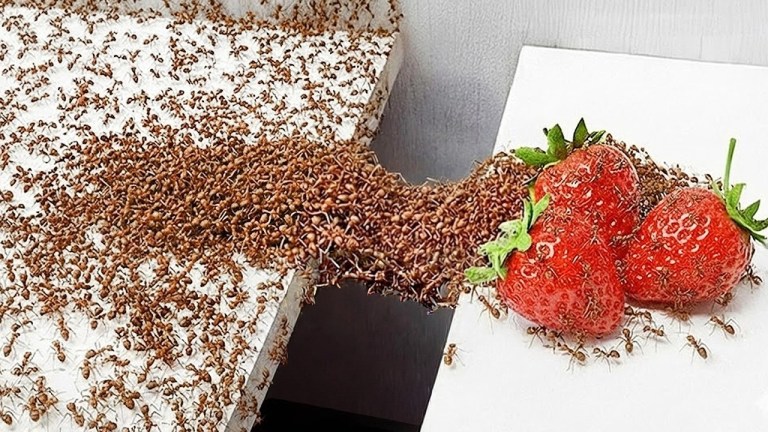 Ant Obstacle Courses