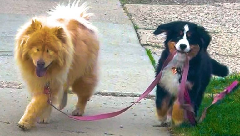 Bernese Puppy Walks Chow Chow Dog