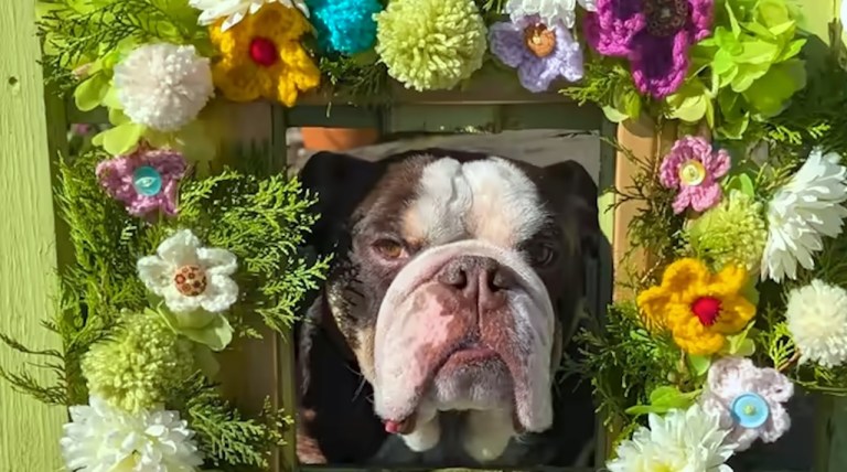 Betsy Bulldog Decorated Fence Hole