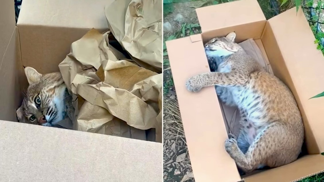 Purring Bobcat Happily Rolls Around in Cardboard Boxes Just Like a House Cat