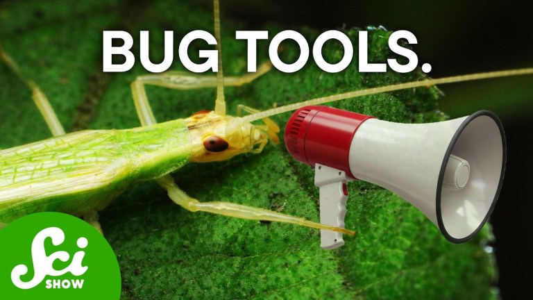 Bug Tools