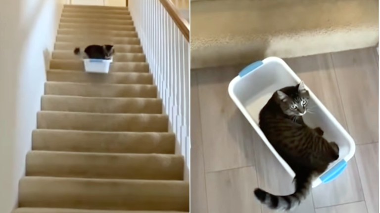Cat Carries Tub Up Stairs to Ride Down