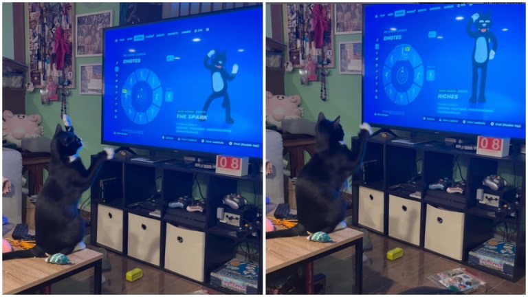 Cat Dances to Fortnite