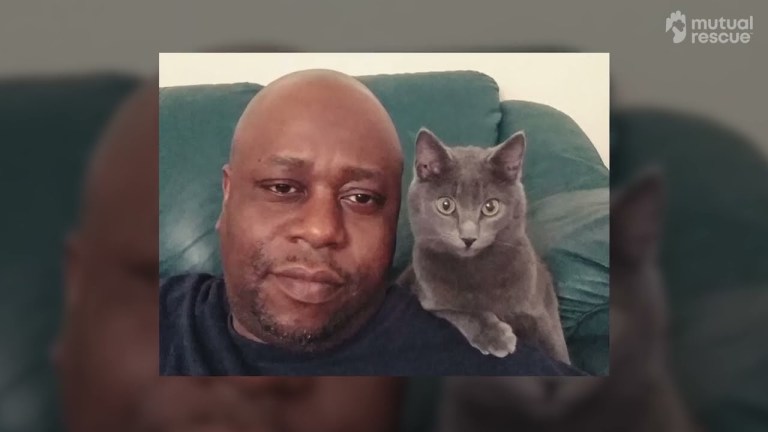 Cat Inspires Human to Rescue Full Time