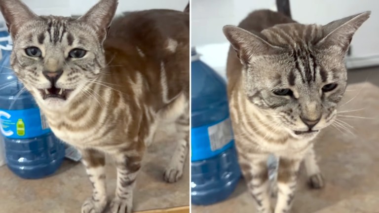 Cat Says Cow Not Meow