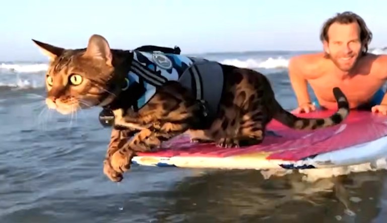 Cat Surfs With Human