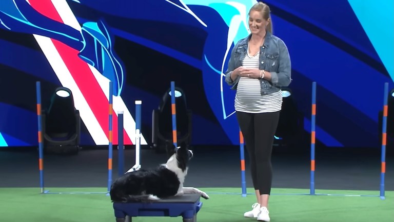 Communicating With Dogs